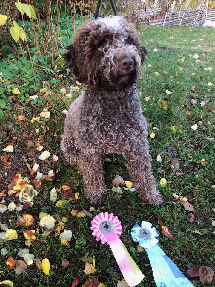 Lagotto Romagnolo valpar