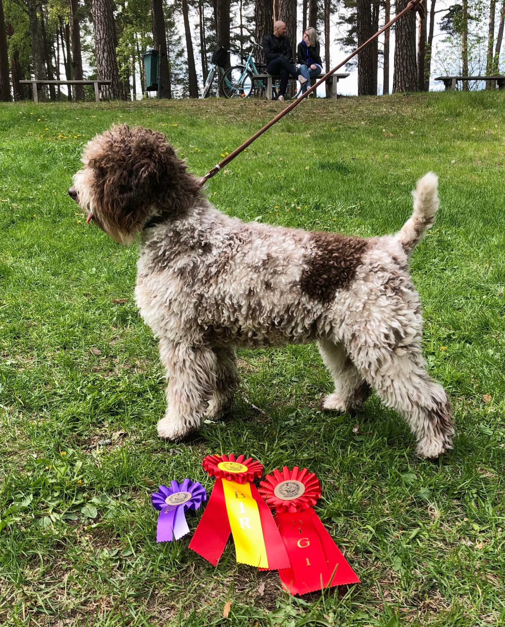 Lagotto Romagnolo valpar