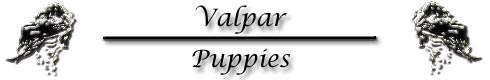 Valpar/Puppies